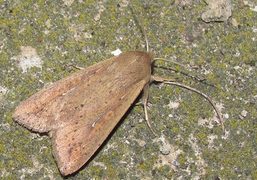 Noctuidae da ID (3) - Mythimna (Pseudaletia) unipuncta